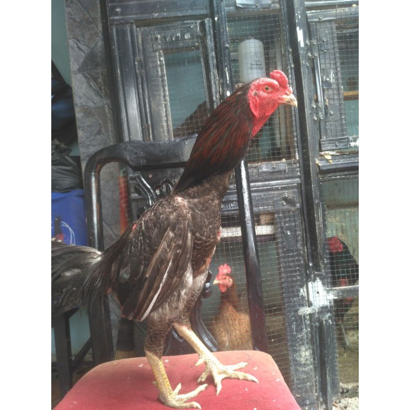 

Ayam Tarung Bangkok Mangon UM 8 Bulan