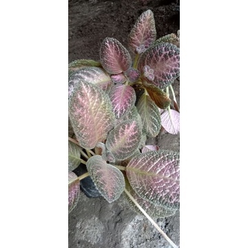 episcia pink