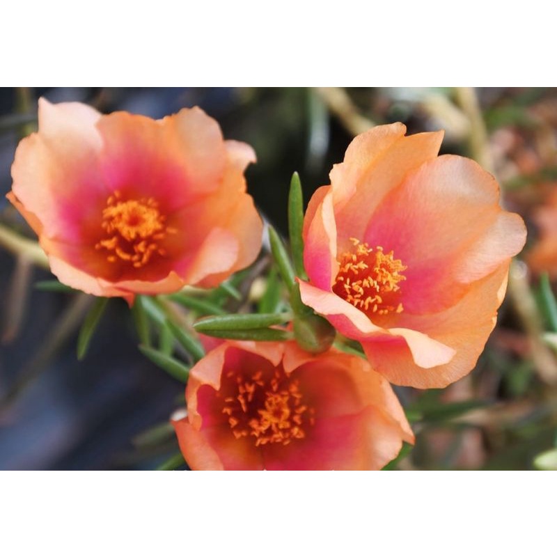 Tiara Orange Peach Terbaru Mose Rose Krokot