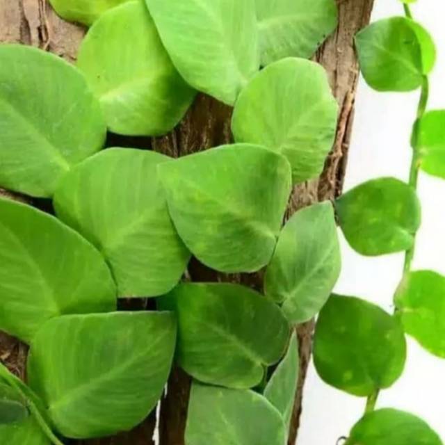 Tanaman Hias Rambat Dolar Besar/Dolar Rambat Besar