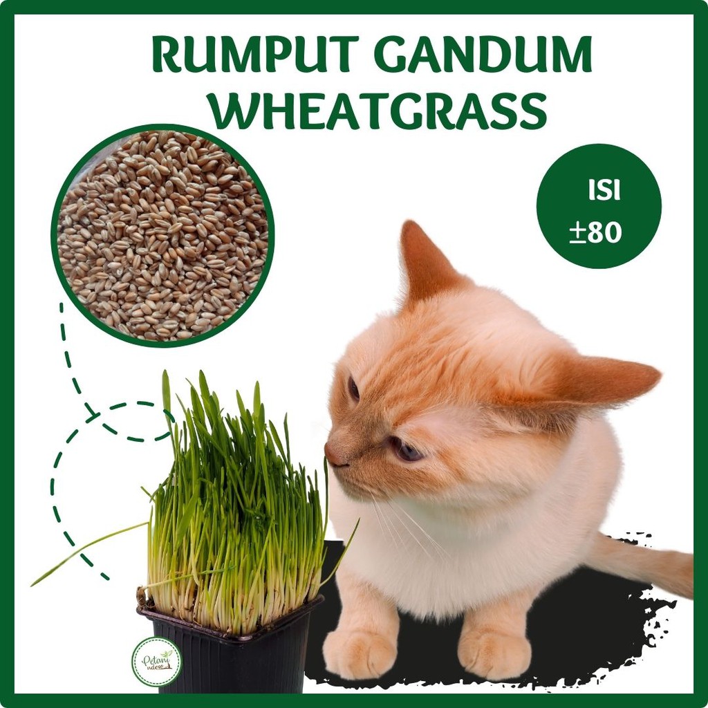 Benih Rumput Gandum Wheatgrass Rumput Kucing Organik Paket Benih Gandum Murah Kelinci Murah Lengkap