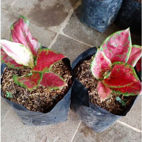 BUNGA AGLAONEMA BLACK MAROON/black maroon aglonema