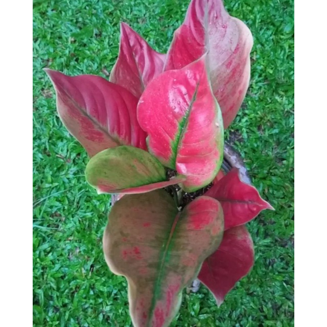 PROMO Tanaman hias aglonema AYUNINDI/Baby aglonema Ayunindi