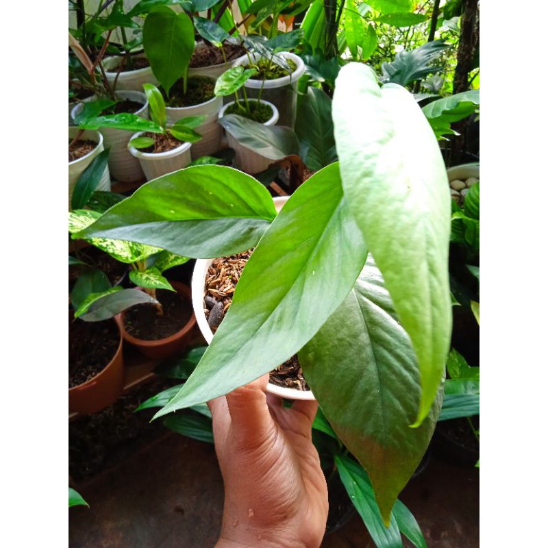 Epipremnum Cebu Blue / epi Cebu / philo cebu blue