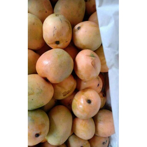 

buah mangga gedong gincu berat 1 kg