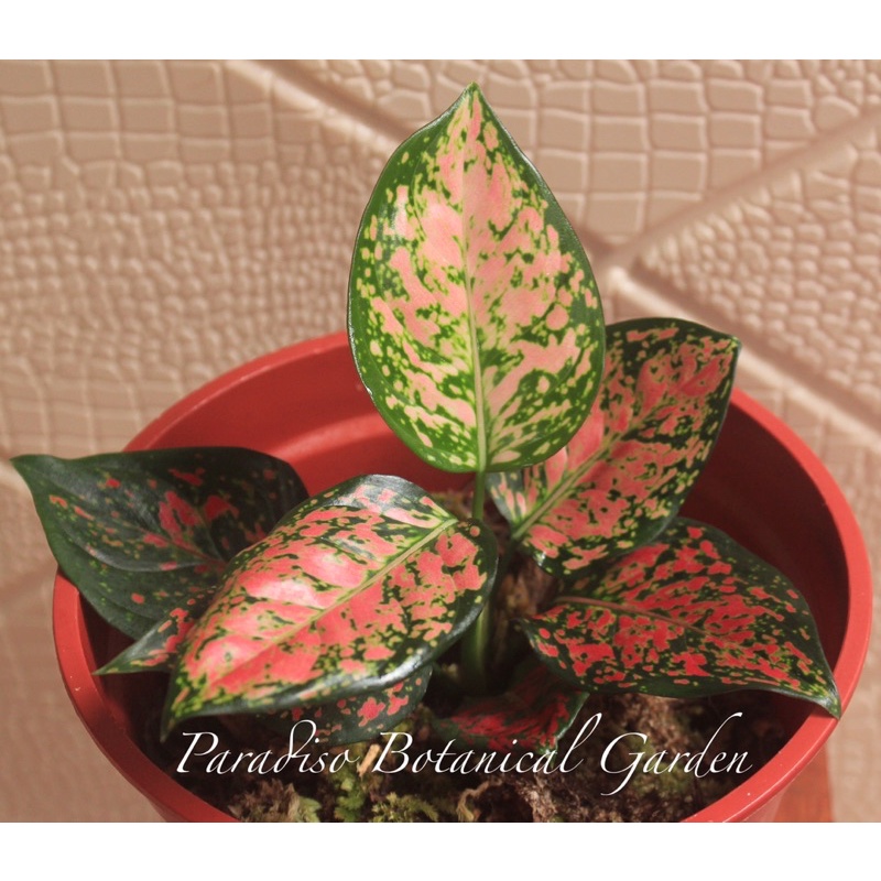 Aglonema Dud Anjamani, Aglaonema Dud Anjamani, Aglonema, Aglaonema