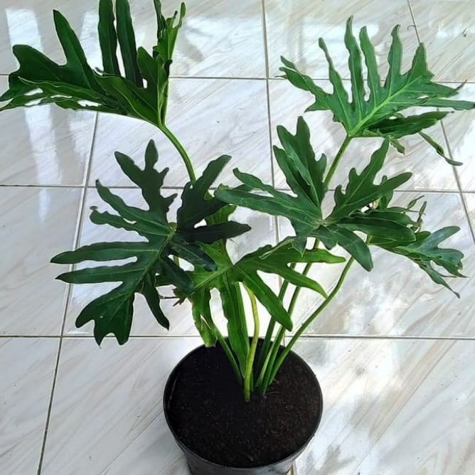 PHILODENDRON MAYOI TANAMAN HIAS BUNGA INDOOR TANAMAN OUTDOOR PHILO MAYOI