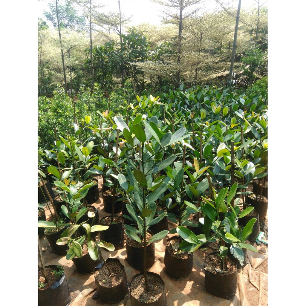 Order Langsung Pohon Garcinia Bibit atau Pohon Asam Gelugur Limited