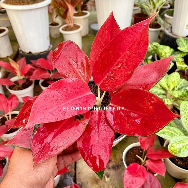 Aglonema red barbie mutasi (Tanaman hias aglaonema red barbie mutasi) - tanaman hias hidup - bunga hidup - bunga aglonema - aglaonema merah - aglonema merah - aglaonema murah - aglonema murah