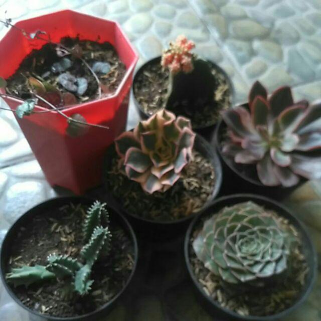 Paket Tanaman Hias Sukulen Sekulen Medium Random