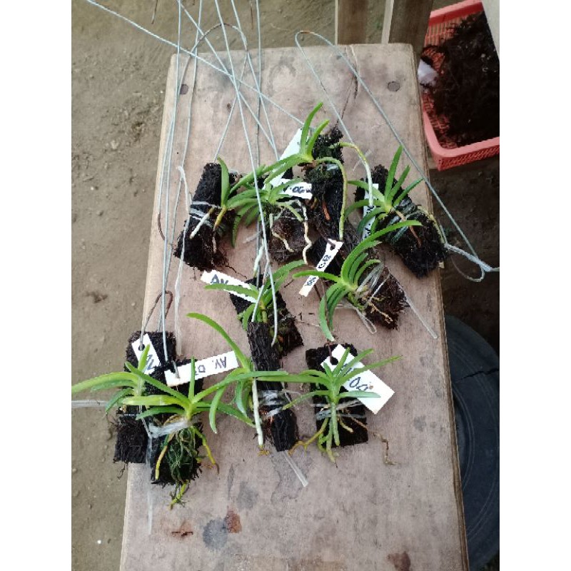 Anggrek Vanda Hybrid/ Vanda Seedling/ Bibit anggrek vanda