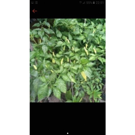 pohon buah cabe rawit