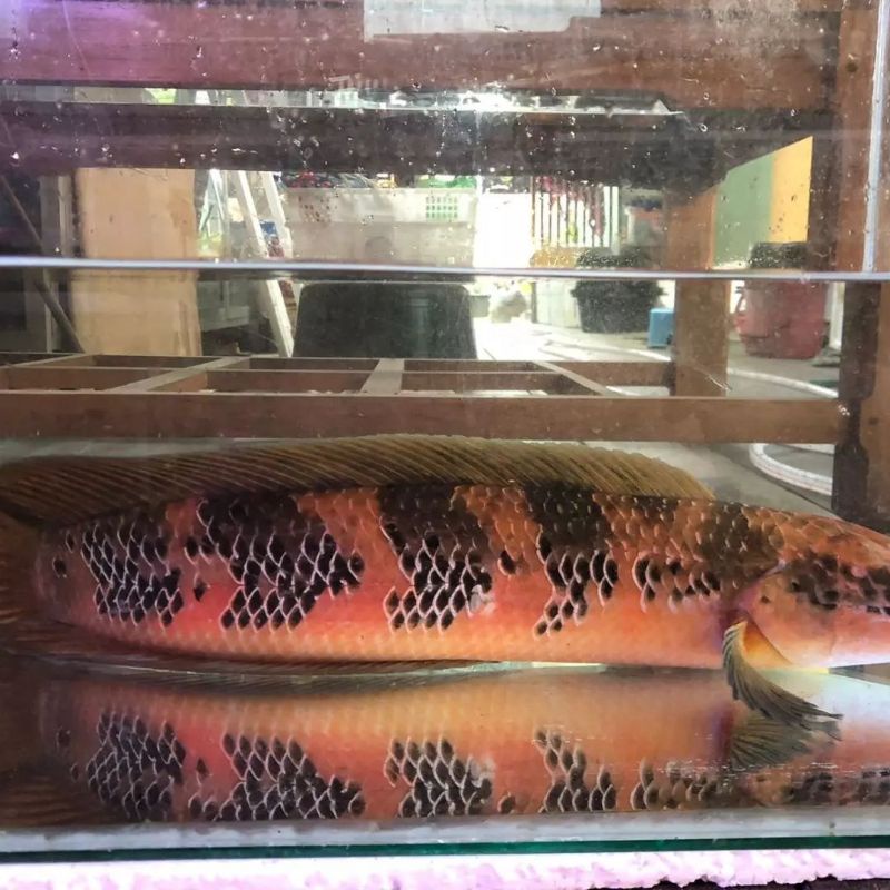 RED BARITO 20e 5-6CM Calon kontes