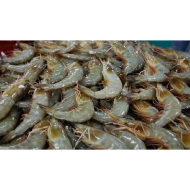 

Udang mentah fresh