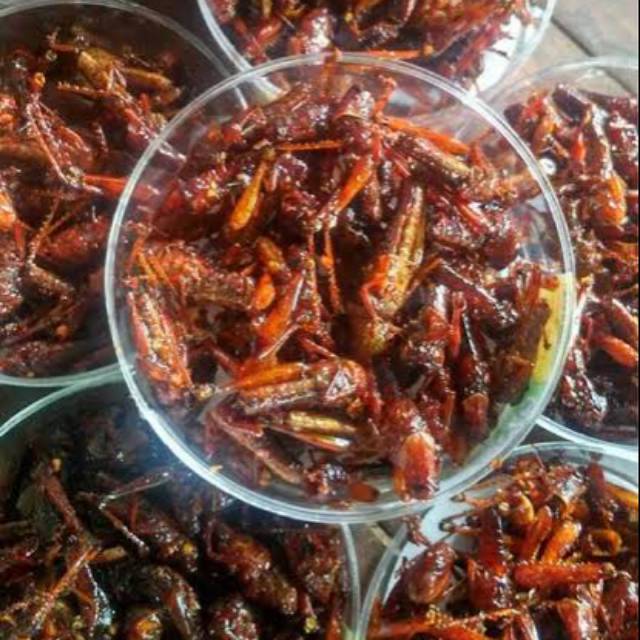 

Belalang goreng