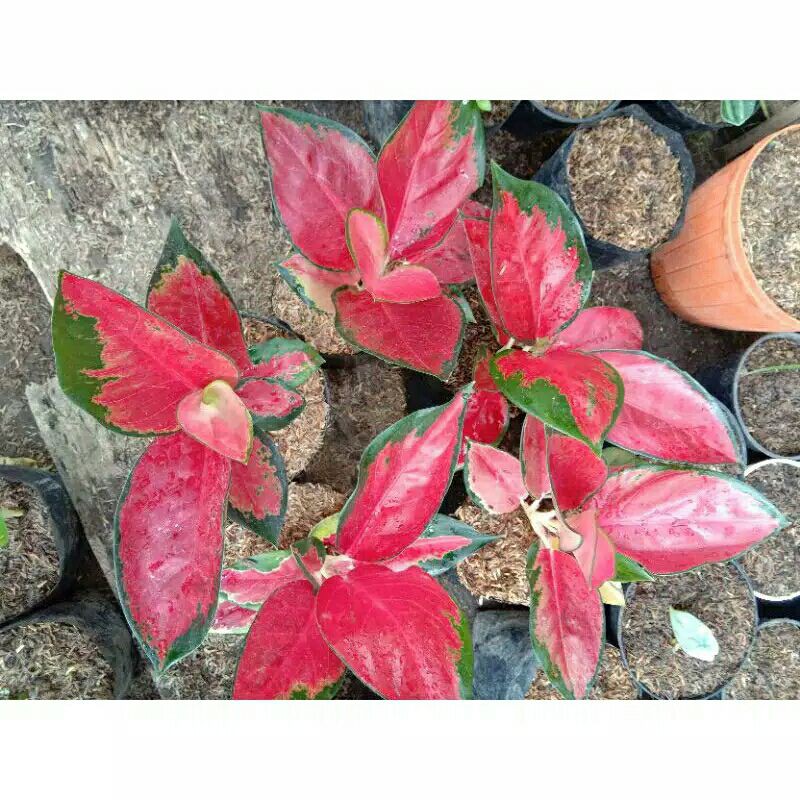 tanaman hias aglonema suksom jaipong chulture thailand-aglonema sukspm jaipong red-aglaonema suksom