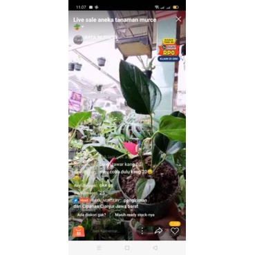 tanaman hias anthorium ladyjane+spatufilum