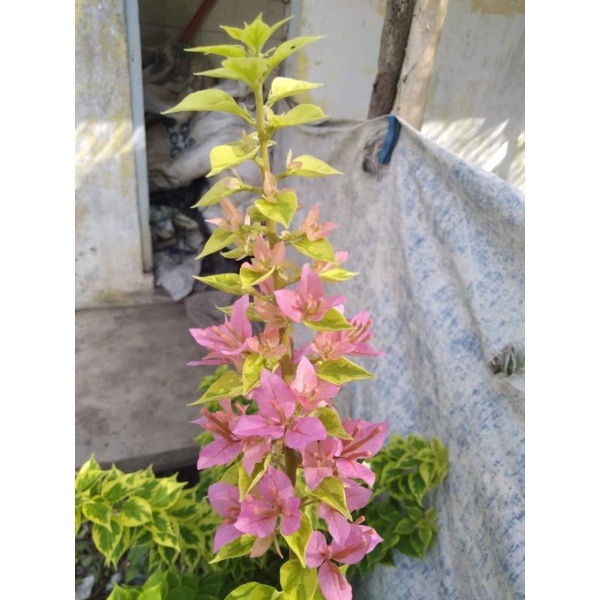 tanaman hias bunga bougenville singapore soft pink ori bukan sambungan