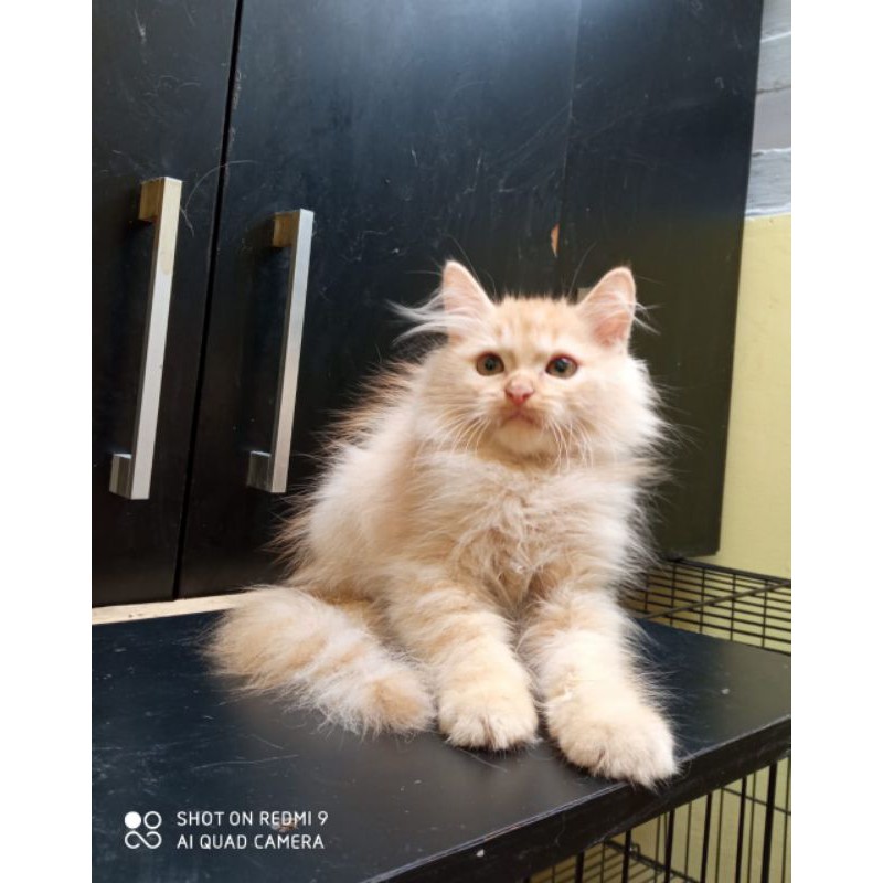 Jual Kucing Persia Medium Long Hair (JANTAN) | Shopee Indonesia