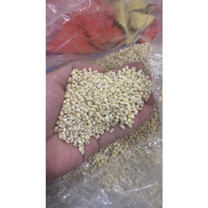 Jali Jali / Barley / Jelai / Hanjeli Import - 500 gr