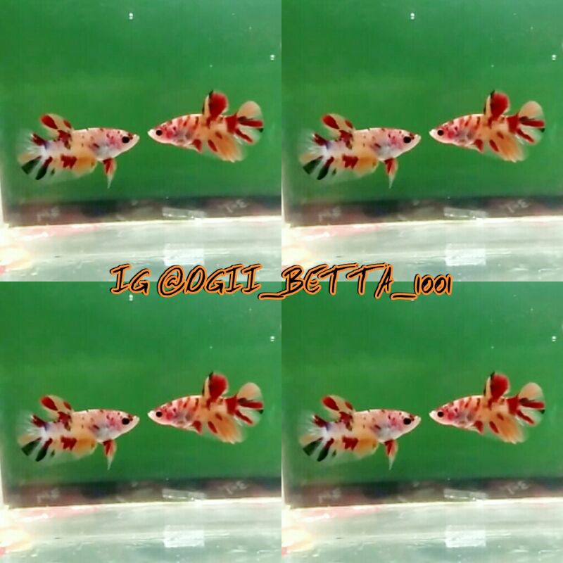 READY BARU DAN MURAH, IKAN CUPANG PLAKAT MULTY GALAXY SIZE S+ USIA 3 BULAN PAKET 50 EKOR E