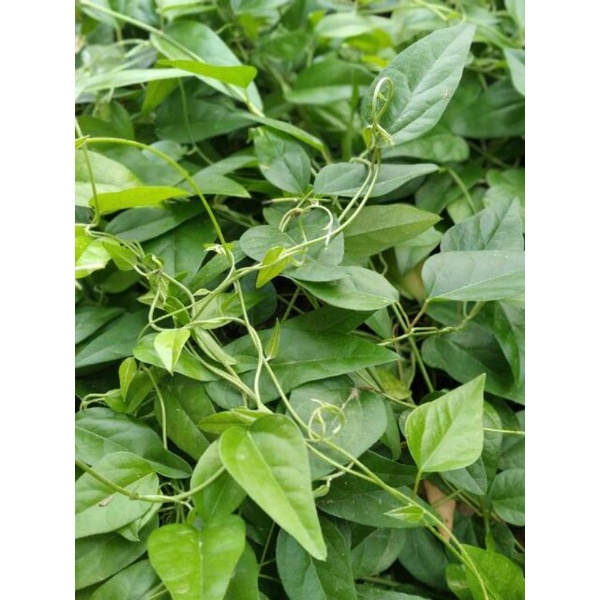 

Daun cincau rambat segar 100 gram