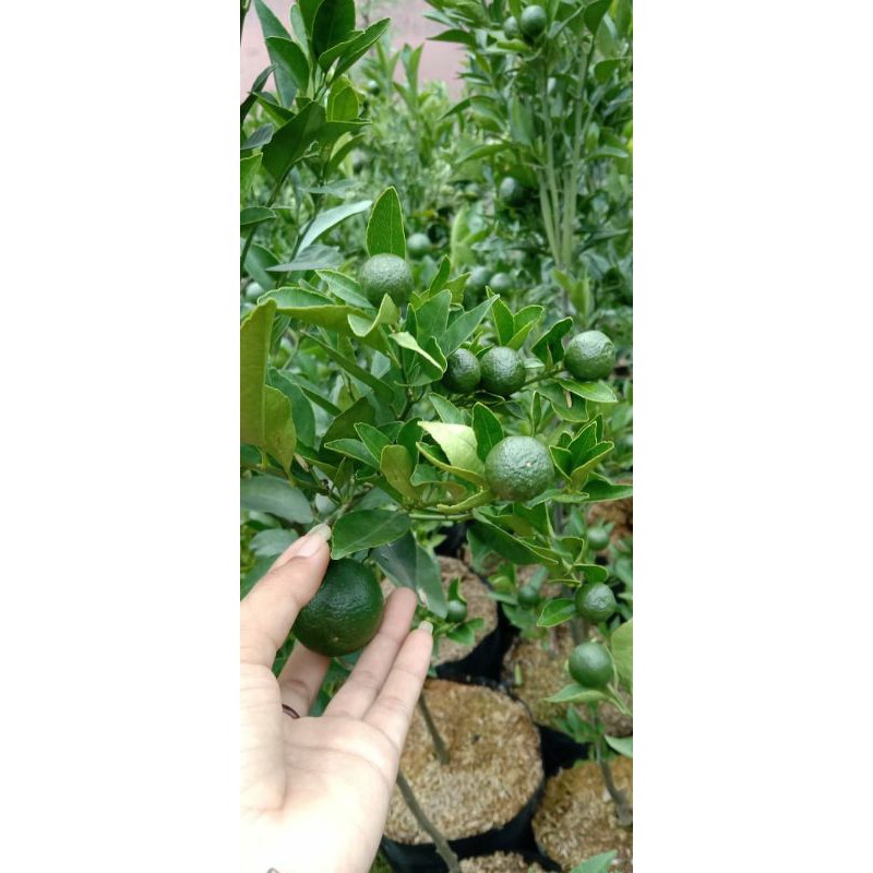 Bibit jeruk santang madu (kondisi berbuah 100% valid)