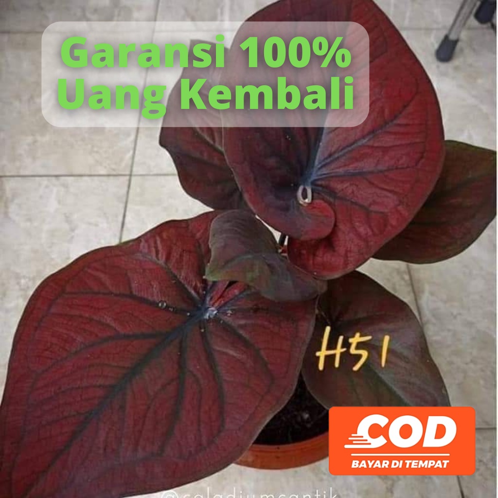 BISA COD Keladi Hitam Caladium Black Cooper H51  - Tanaman Hias Daun Pohon Bunga Hidup Murah Merah P