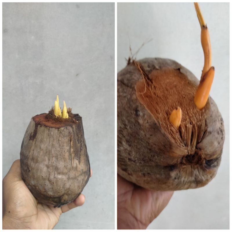 bahan bonsai kelapa gading oren dan  kuning kembar