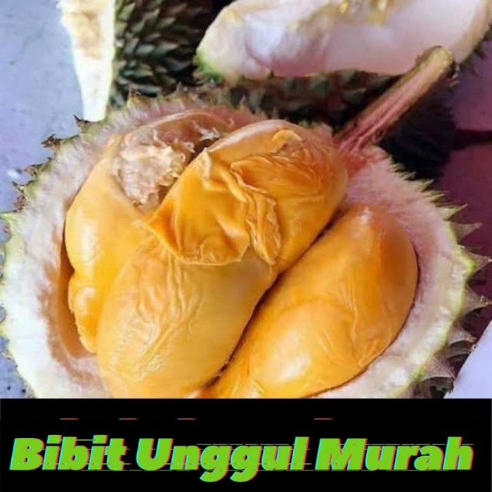 Bibit Tanaman Durian Ochee Duri Hitam