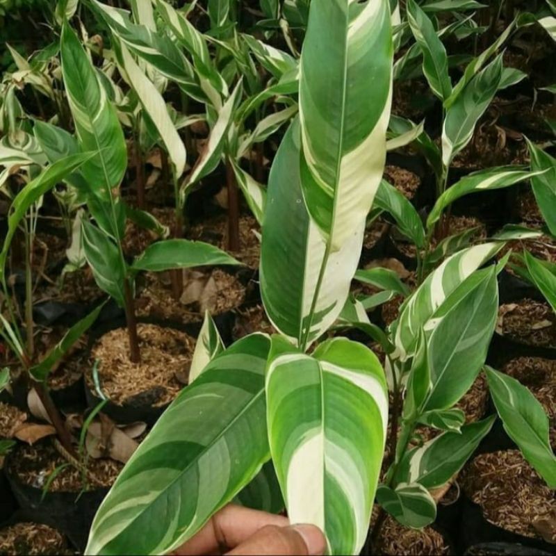 Tanaman Hias Heliconia Varigata - Pohon Pisang-pisangan Varigata - Tanaman Pisang Heliconia