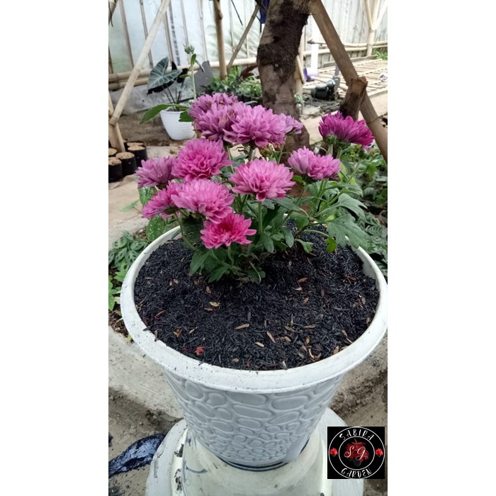 TANAMAN HIAS Krisan Bunga Ungu Pom-Pom (Christhemum purple pom-pom)