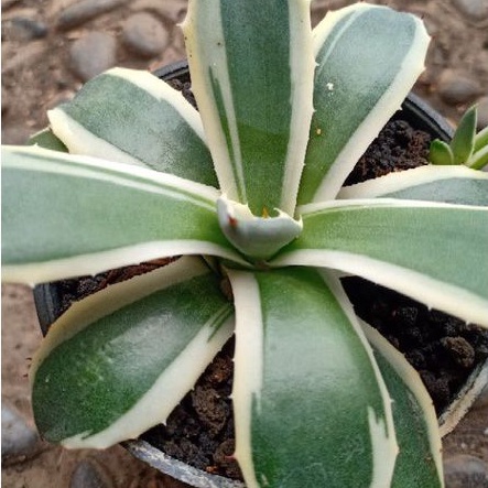 Agave patonii varigata