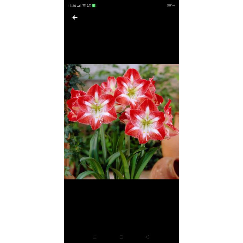 umbi bunga Bakung amarilis