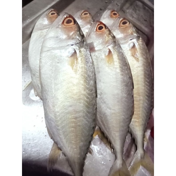 

Ikan Kembung