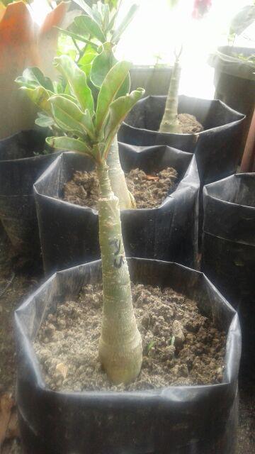Bibit Adenium / Kamboja Jepang Tumpuk Nomor 28-36