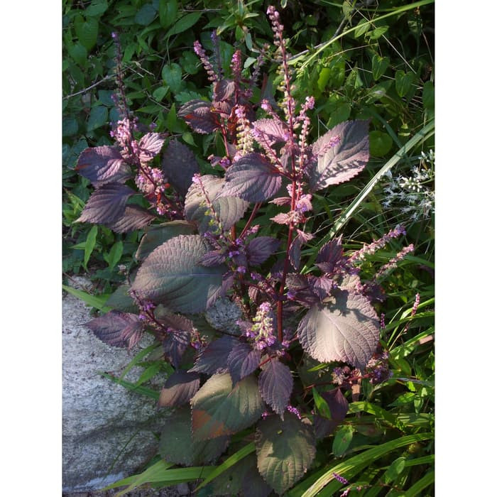 Haira Seed Bibit-Biji Shiso Perilla Purple-Merah