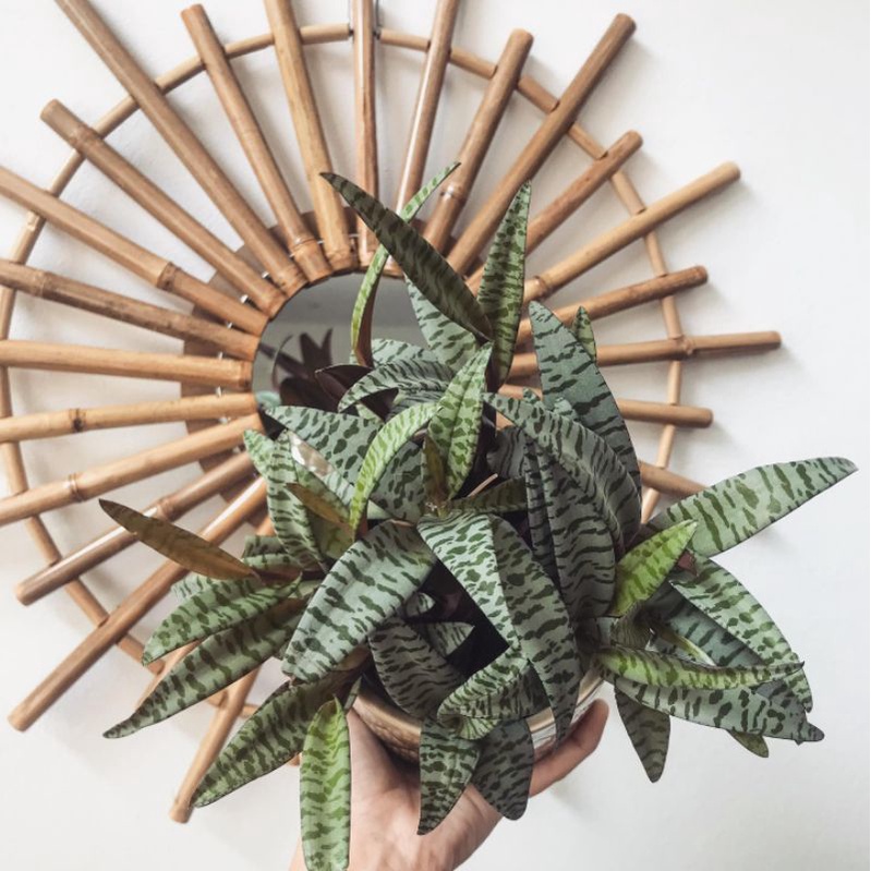 Bibit tanaman lidah tokek/silver squill/leopard lily (Ledebouria socialis)