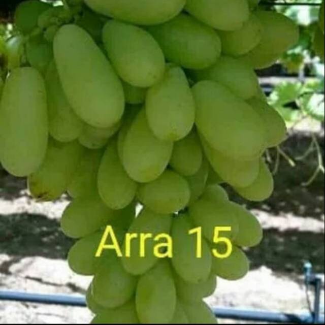 Bibit Anggur Import ARRA 15 Original