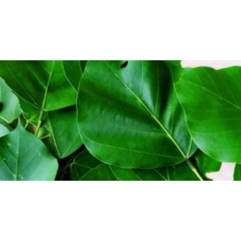 

Daun Dadap Serep Segar 500gram Herbal