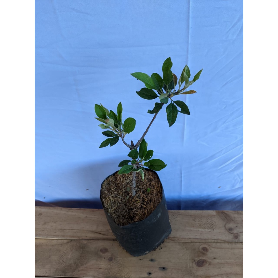 Bibit Buah Apel unggulan - Murah