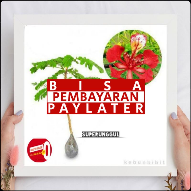 Bibit bunga flamboyan