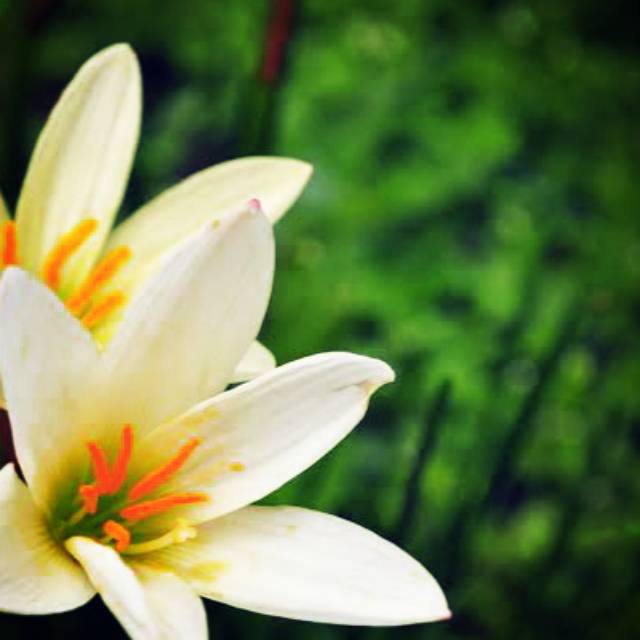 Bibit Rain lili (rain lily) warna putih