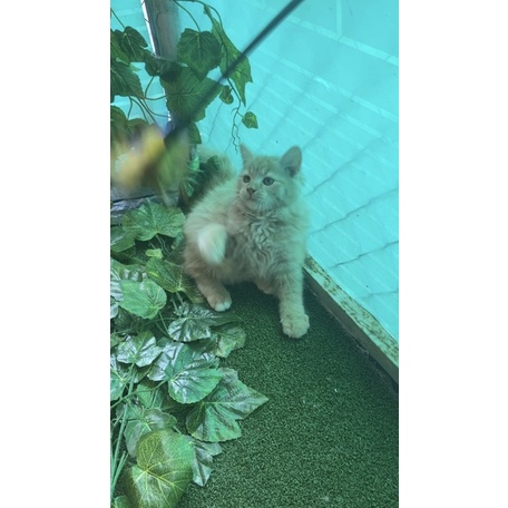 KUCING MC mix NORWEGIAN