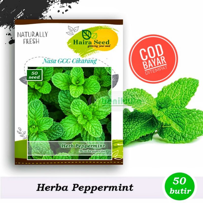 BENIH HERBA PAPPERMINT HAIRA SEED