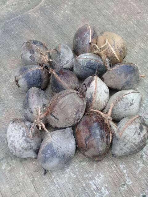Bibit benih kelapa bahan bonsai per biji