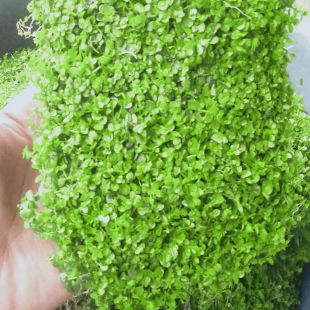 Monte carlo tanaman carpet aquascape