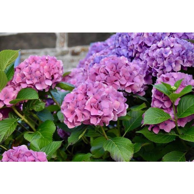 bunga hortensia/pancawarna