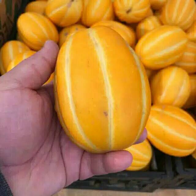 PAKET benih/biji/seed MELON KOREA ORIENTAL MELON MANIS