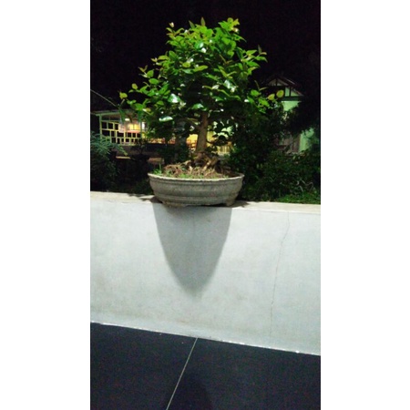 bahan bonsai dewandaru/sianto siap pajang murah